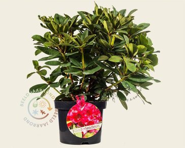 Rhododendron 'Red Jack'
