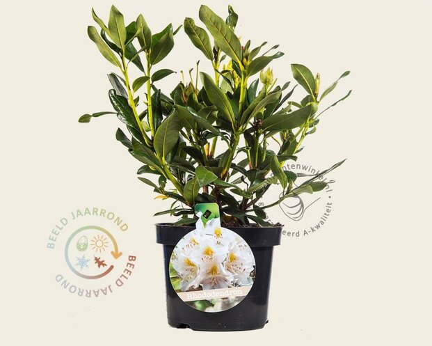 Rhododendron 'Cunningham's White'