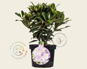 Rhododendron 'Gomer Waterer'