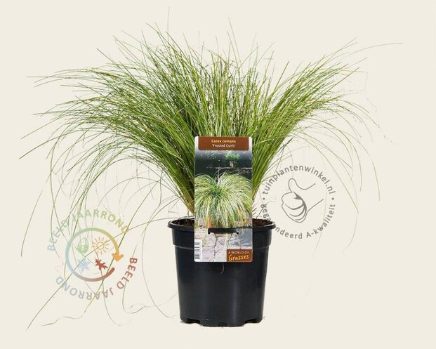 Carex comans 'Frosted Curls'