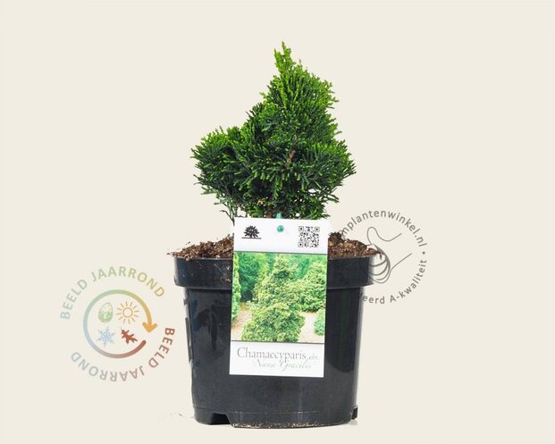 Chamaecyparis obtusa 'Nana Gracilis'
