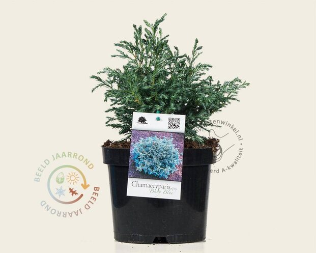 Chamaecyparis pisifera 'Baby Blue'