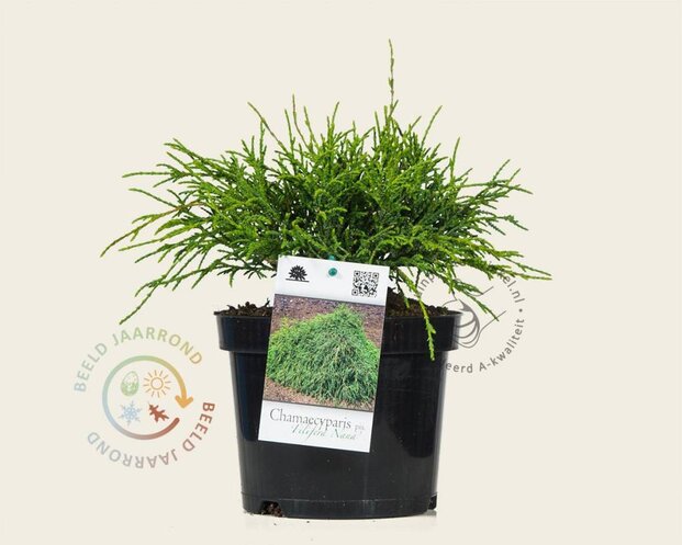 Chamaecyparis pisifera 'Filifera Nana'