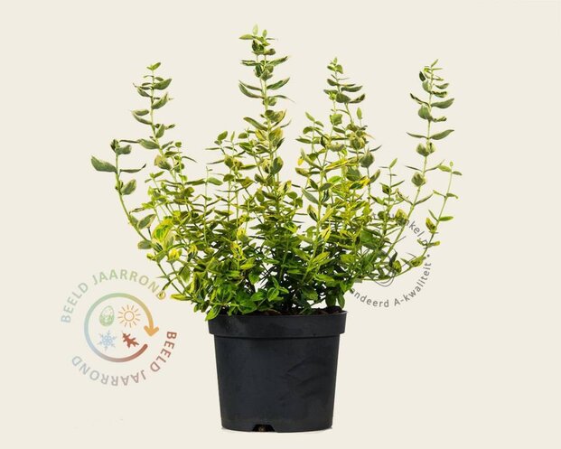 Euonymus fortunei 'Emerald 'n Gold'