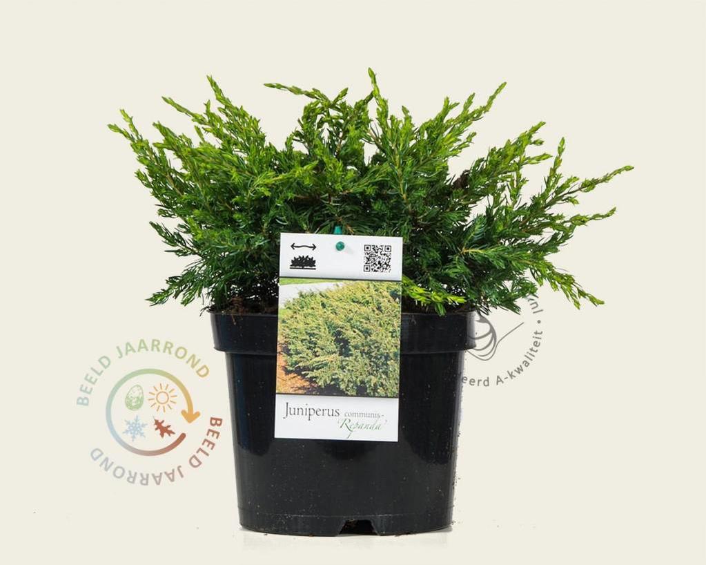 Juniperus communis 'Repanda'