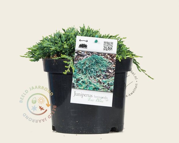 Juniperus horizontalis 'Icee Blue'