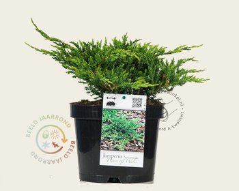 Juniperus horizontalis 'Prince of Wales'