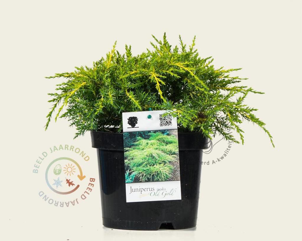 Juniperus media 'Old Gold'