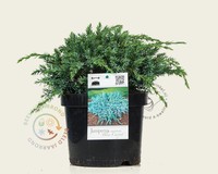 Juniperus squamata 'Blue Carpet'