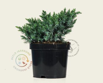 Juniperus squamata 'Blue Star'