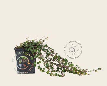 Mitchella repens
