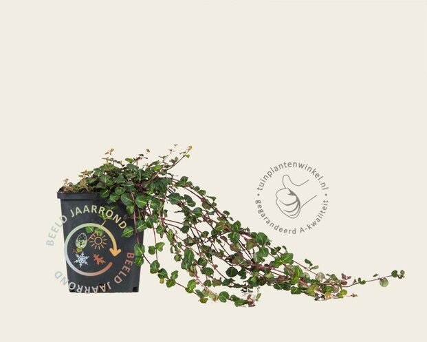 Mitchella repens