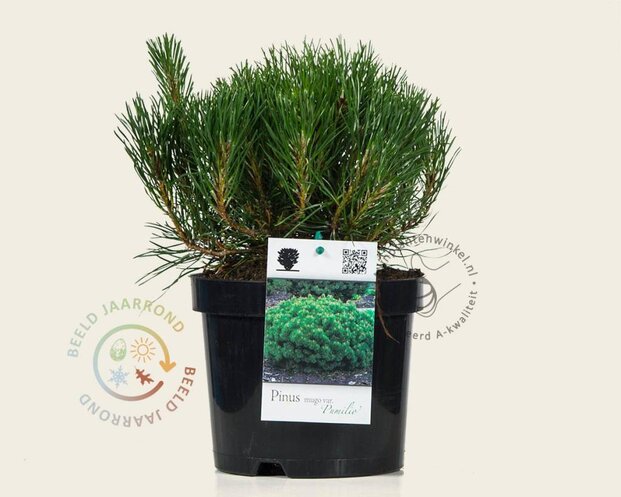 Pinus mugo var. pumilio