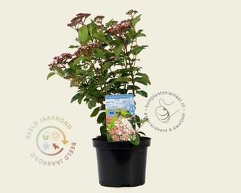 Viburnum tinus 'Lisa Rose'