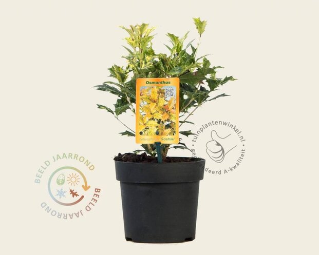 Osmanthus heterophyllus 'Goshiki'