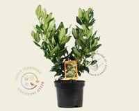 Ligustrum lucidum