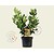 Ligustrum lucidum