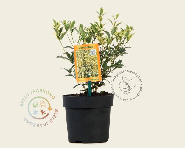 Osmanthus heterophyllus 'Variegatus'