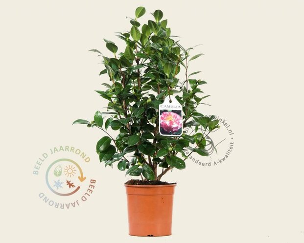 Camellia japonica 'Nuccio's Jewel'