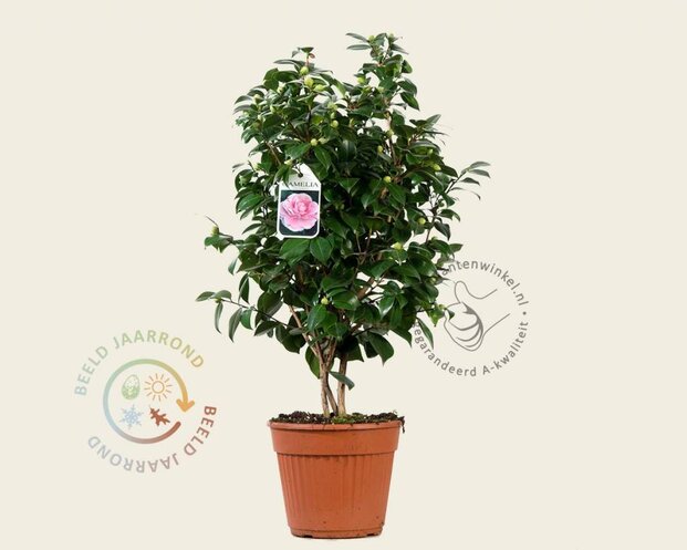 Camellia japonica 'Bonomiana'