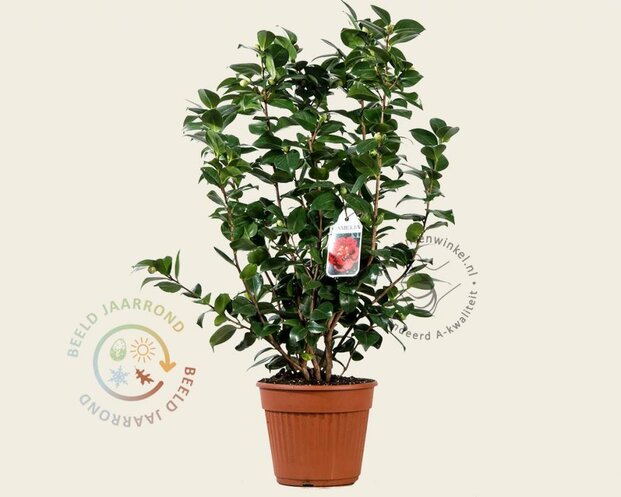 Camellia japonica 'Barbara Morgan'