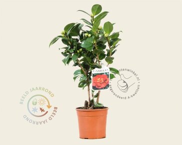 Camellia japonica 'Barbara Morgan'