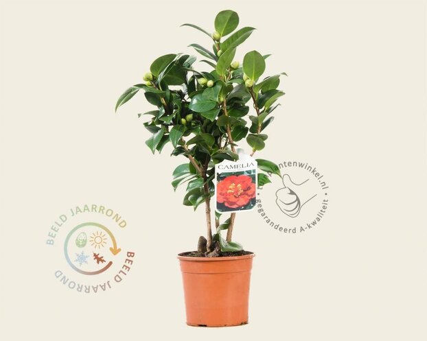 Camellia japonica 'Barbara Morgan'