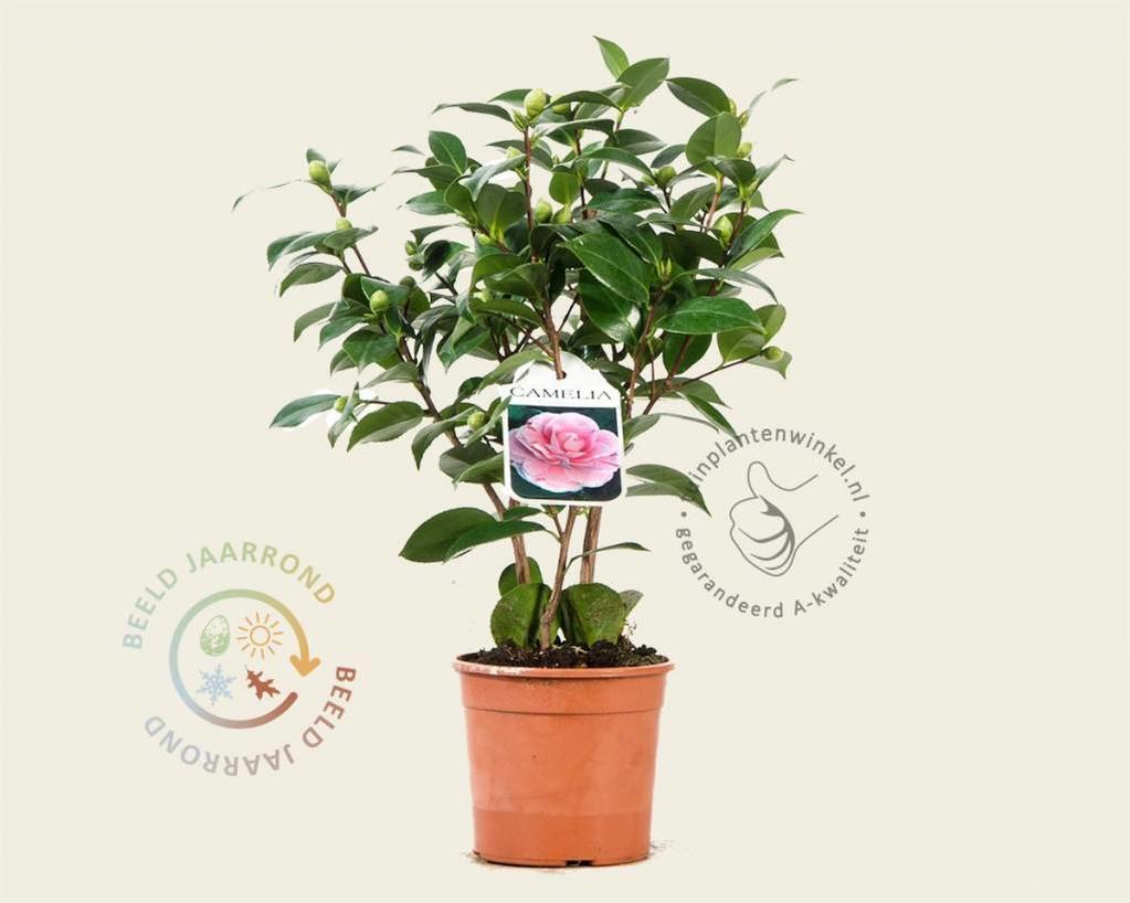 Camellia japonica 'Bonomiana'