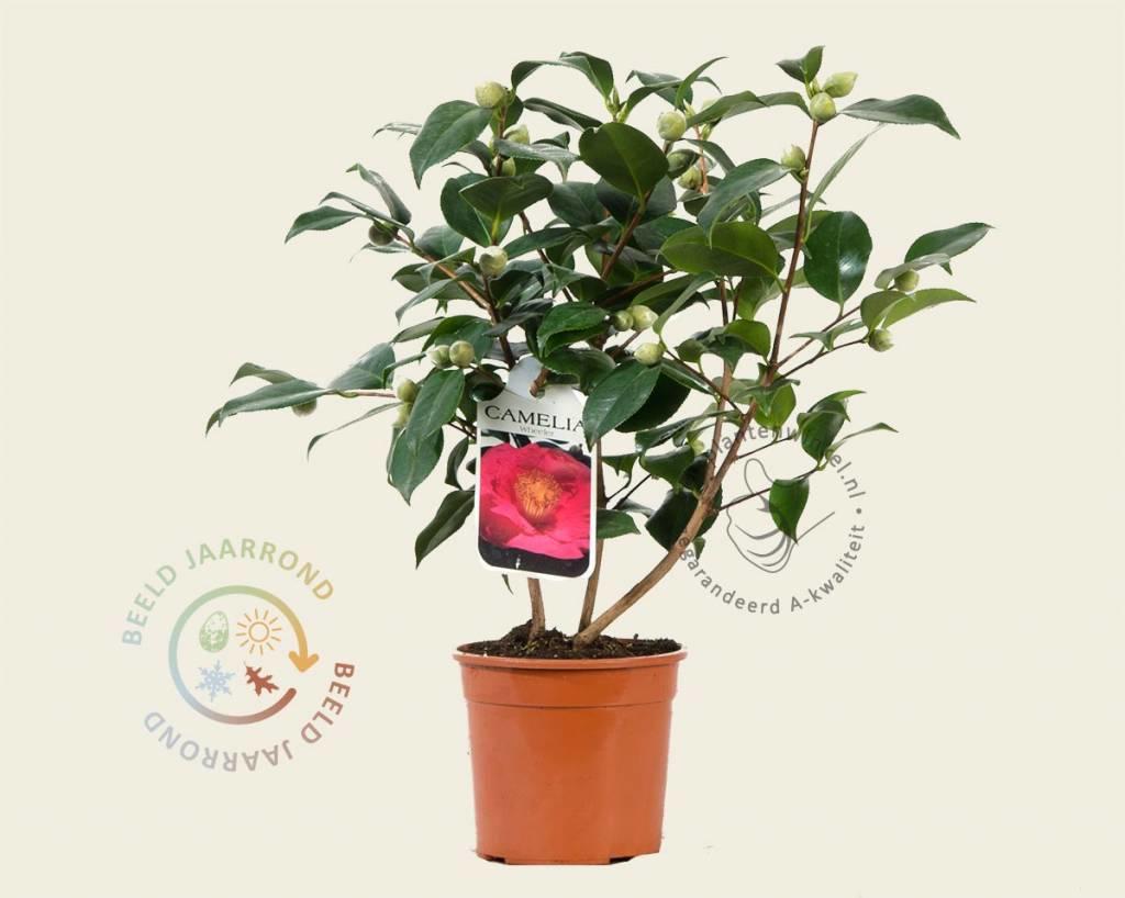 Camellia japonica 'Wheeler'
