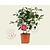 Camellia japonica 'Wheeler'