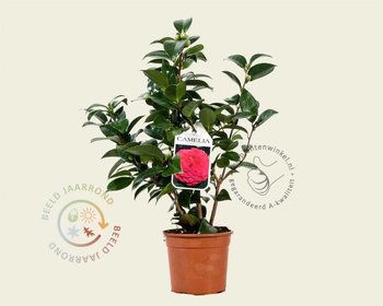 Camellia japonica 'Black Lace'