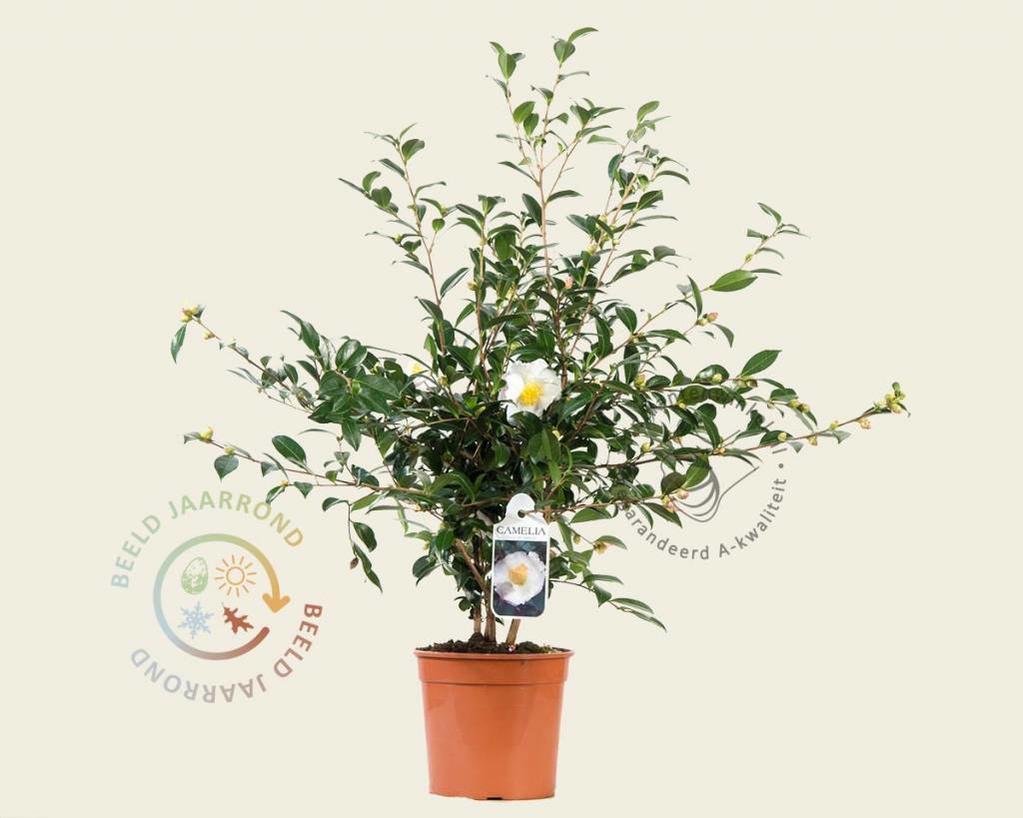 Camellia sasanqua 'Hino de Gumo'