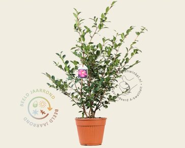 Camellia sasanqua 'Kanjiro'