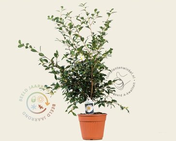Camellia sasanqua 'Hino de Gumo'