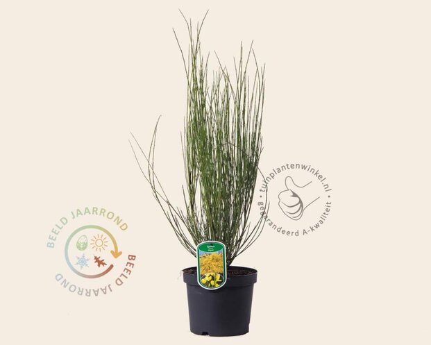 Cytisus praecox 'Allgold'