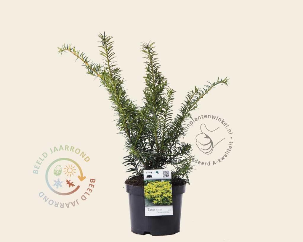 Taxus baccata 'Summergold'