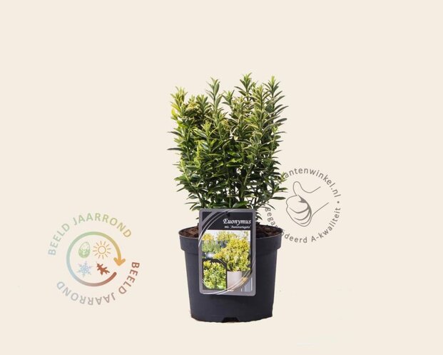 Euonymus japonicus 'Microphyllus Aureovariegata'
