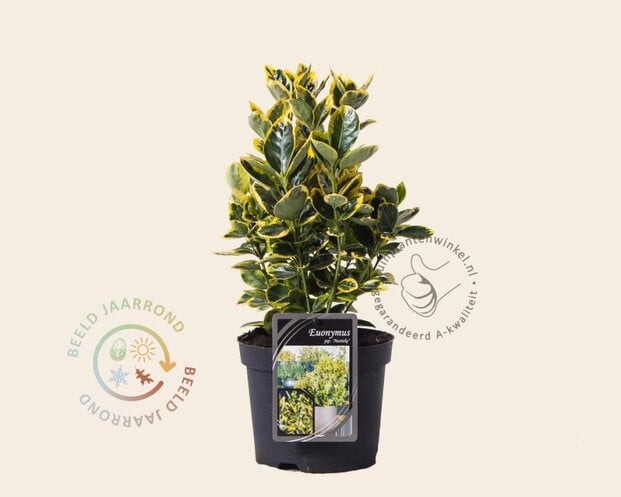 Euonymus japonicus 'Marieke'
