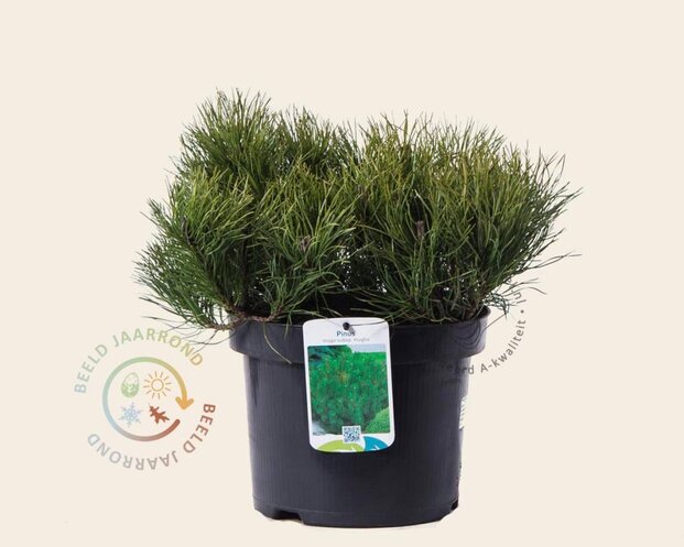 Pinus mugo var mughus