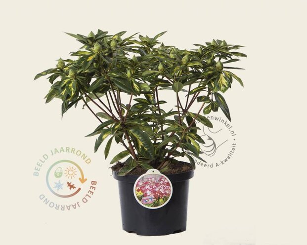 Rhododendron 'President Roosevelt'