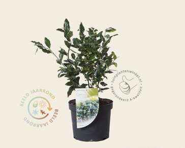 Sarcococca confusa