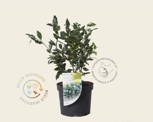 Sarcococca confusa