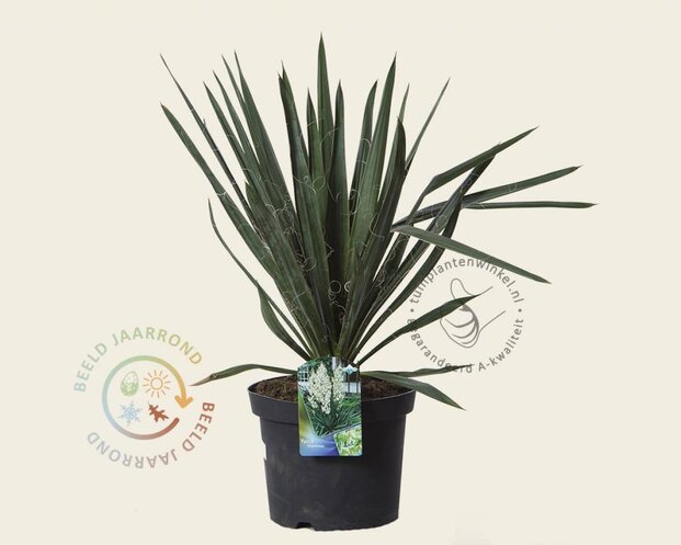 Yucca filamentosa