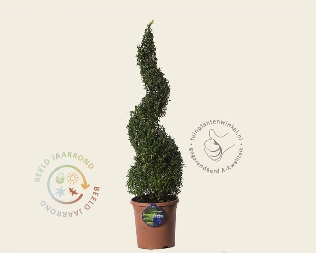 Buxus sempervirens spiraal