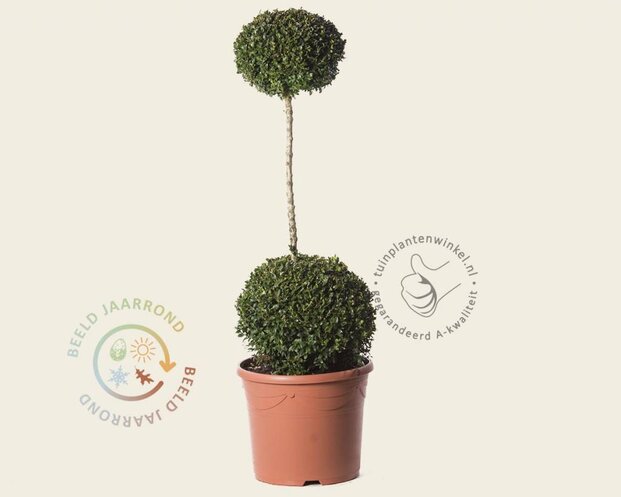 Buxus sempervirens 2 bollen op stam