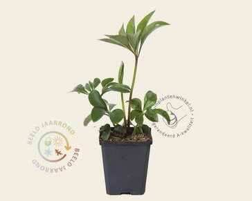 Helleborus orientalis
