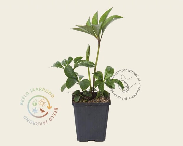Helleborus orientalis