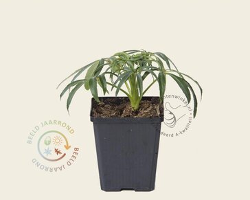 Helleborus foetidus
