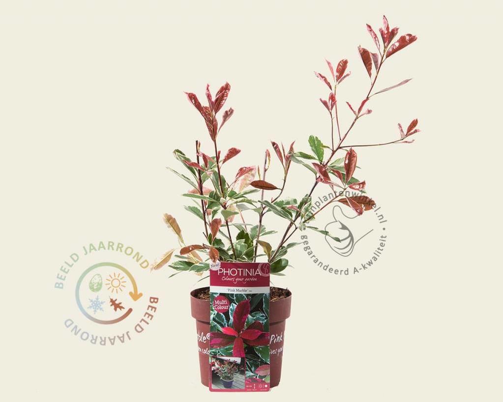 Photinia fraseri 'Pink Marble'