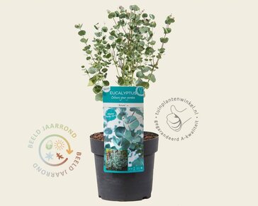 Eucalyptus gunnii 'Azura'